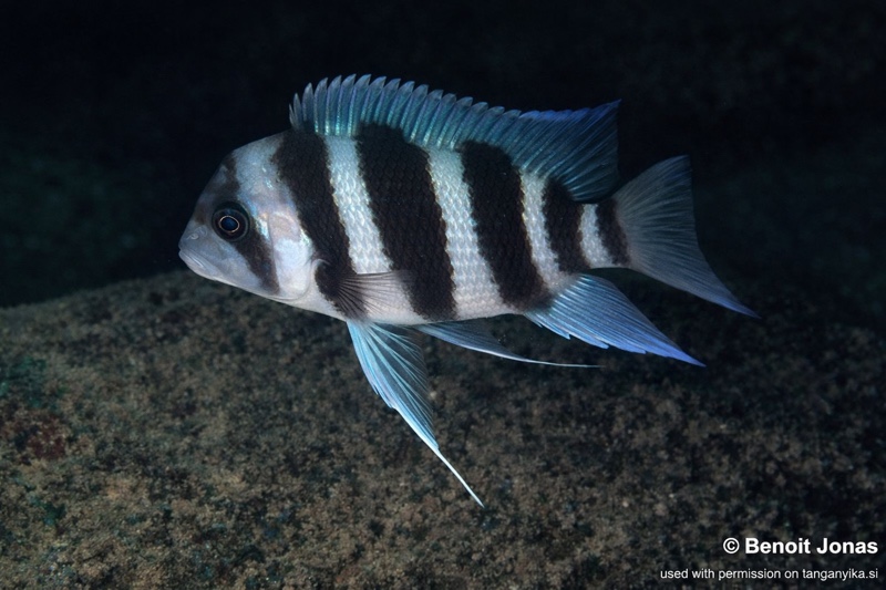 Cyphotilapia gibberosa 'Kerenge Island'